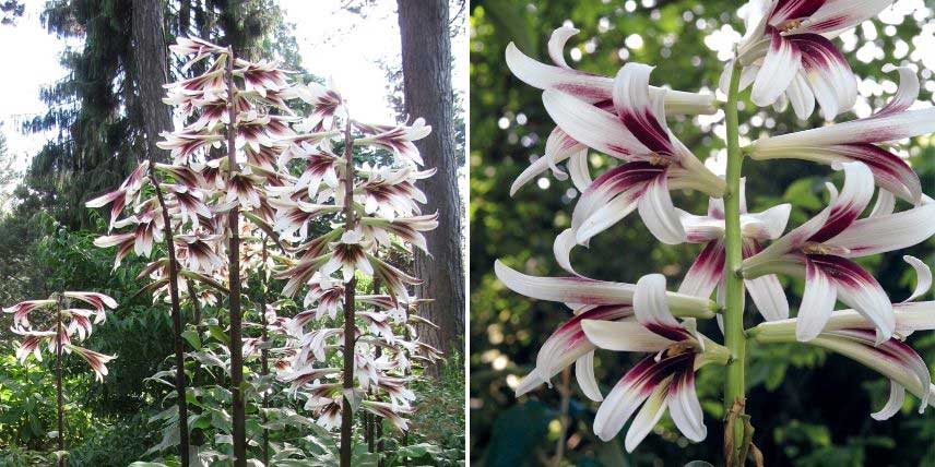 La floraison du Lys géant de l'Himalaya, ou Cardiocrinum giganteum