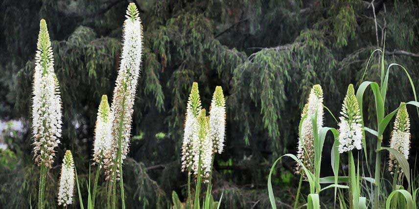 La floraison de l'Eremurus