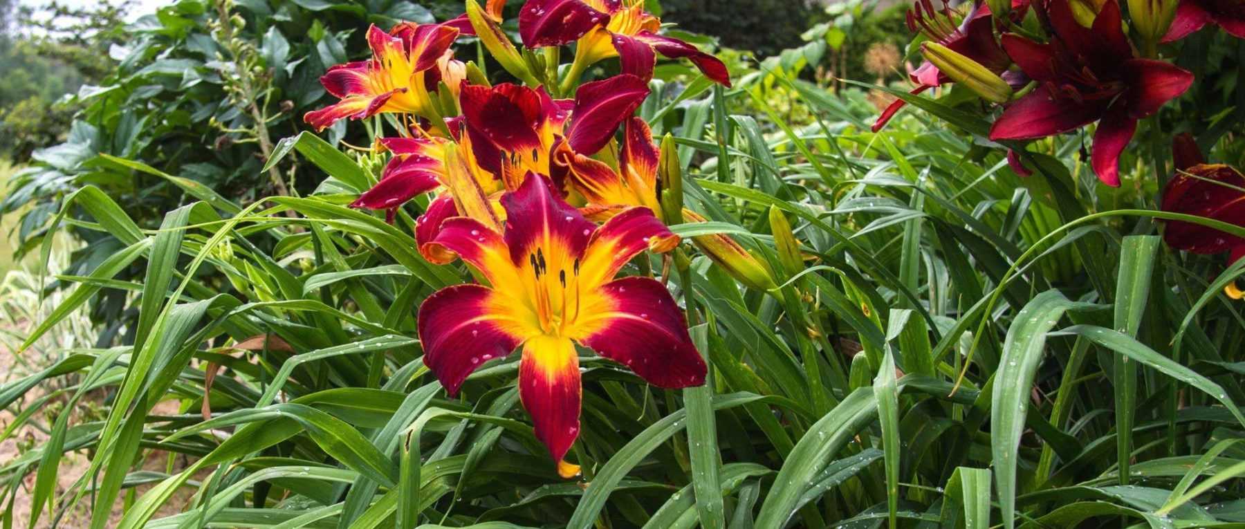 Plantes bulbeuses à fleurs géantes - Promesse de Fleurs