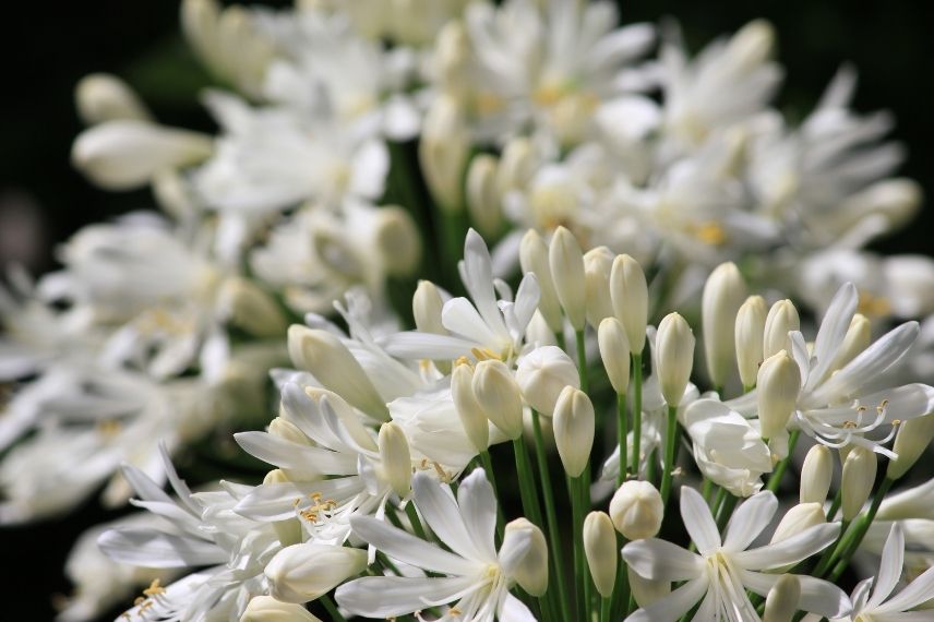 grande agapanthe blanche, fleur en ombelle blanche