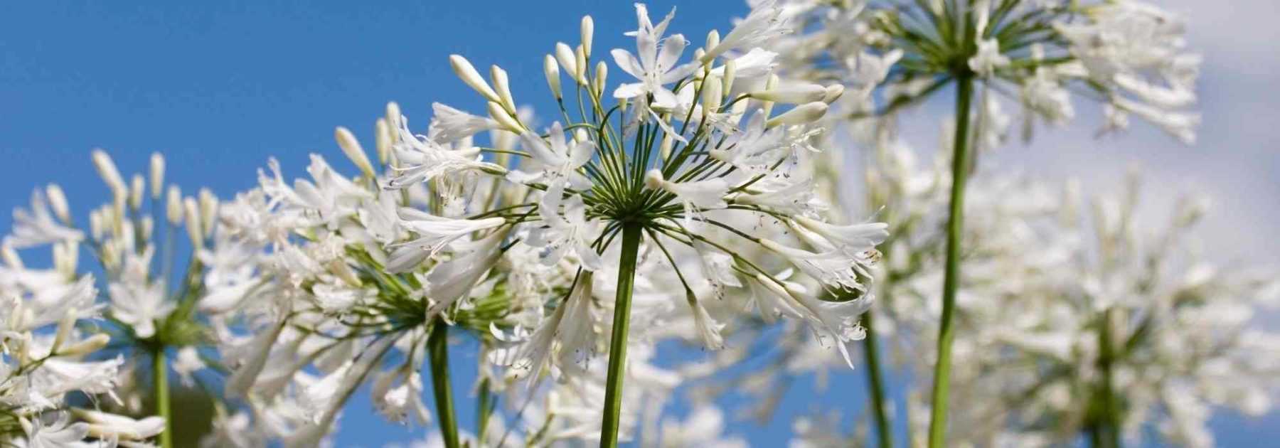 Agapanthe blanche : 7 variétés à découvrir