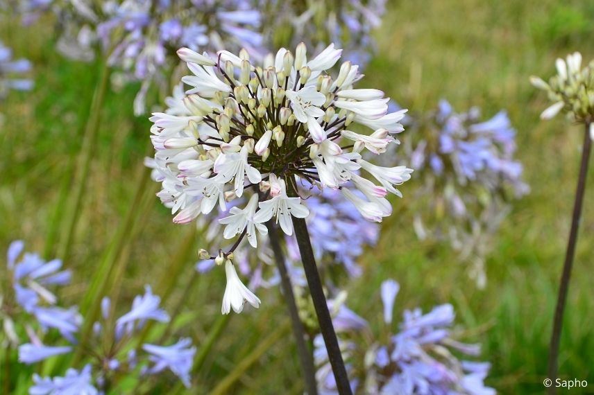 agapanthe blanche à tiges sombres