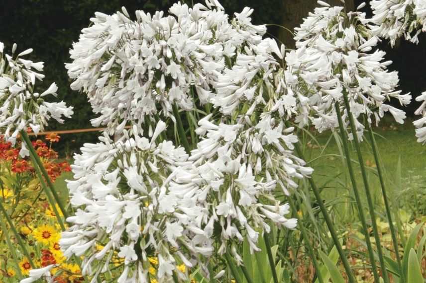 agapanthe blanche à grande ombelle irisée