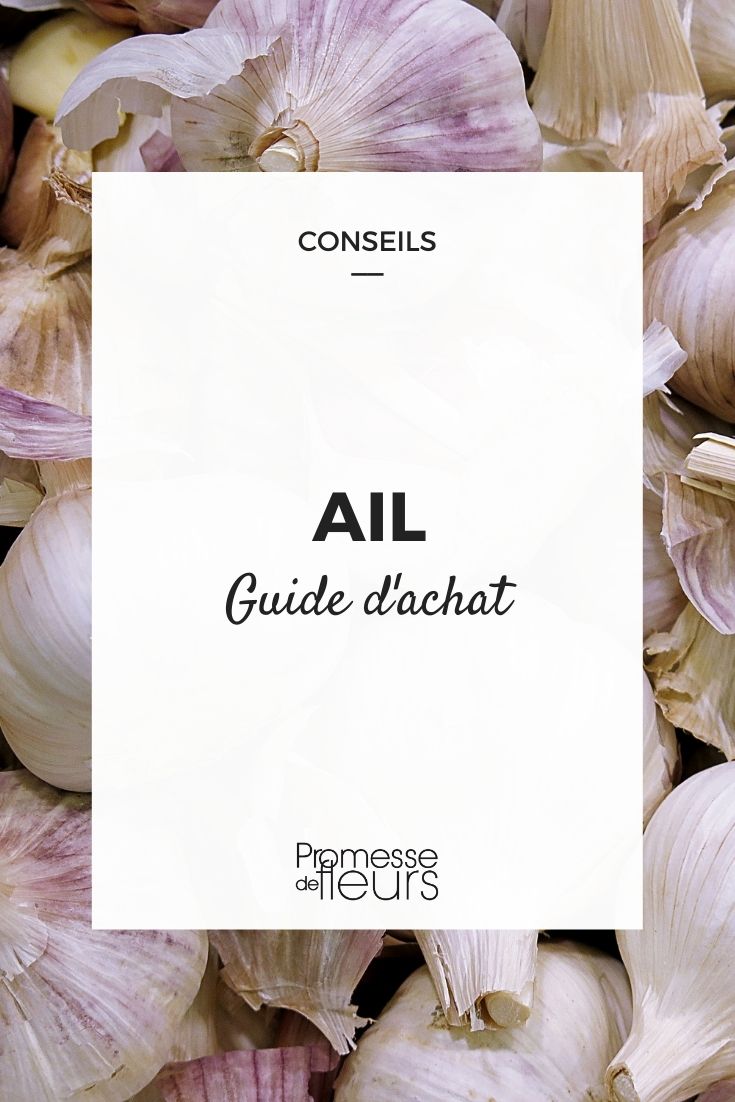 ail guide d'achat