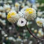 L'Arbre à papier ou Edgeworthia : un arbuste de collection !