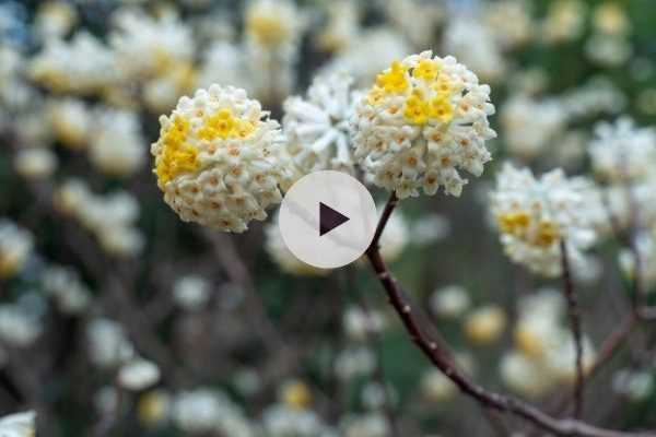 L'Arbre à papier ou Edgeworthia : un arbuste de collection !