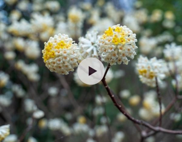 L'Arbre à papier ou Edgeworthia : un arbuste de collection !