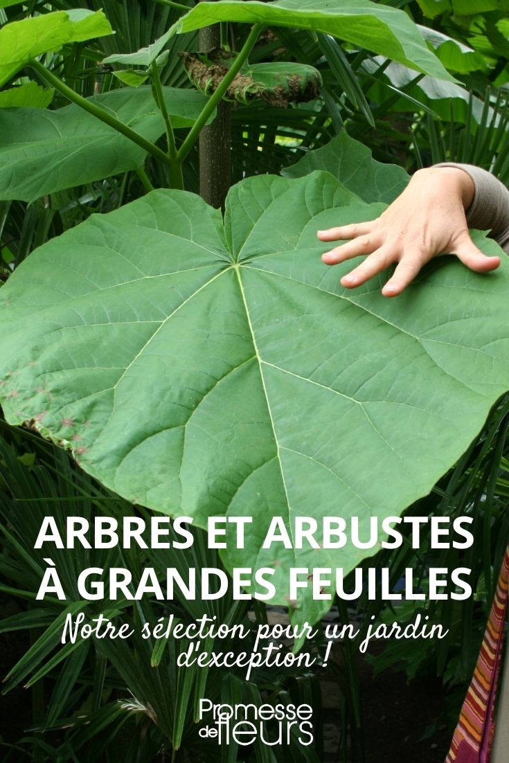 plantes grosses feuilles