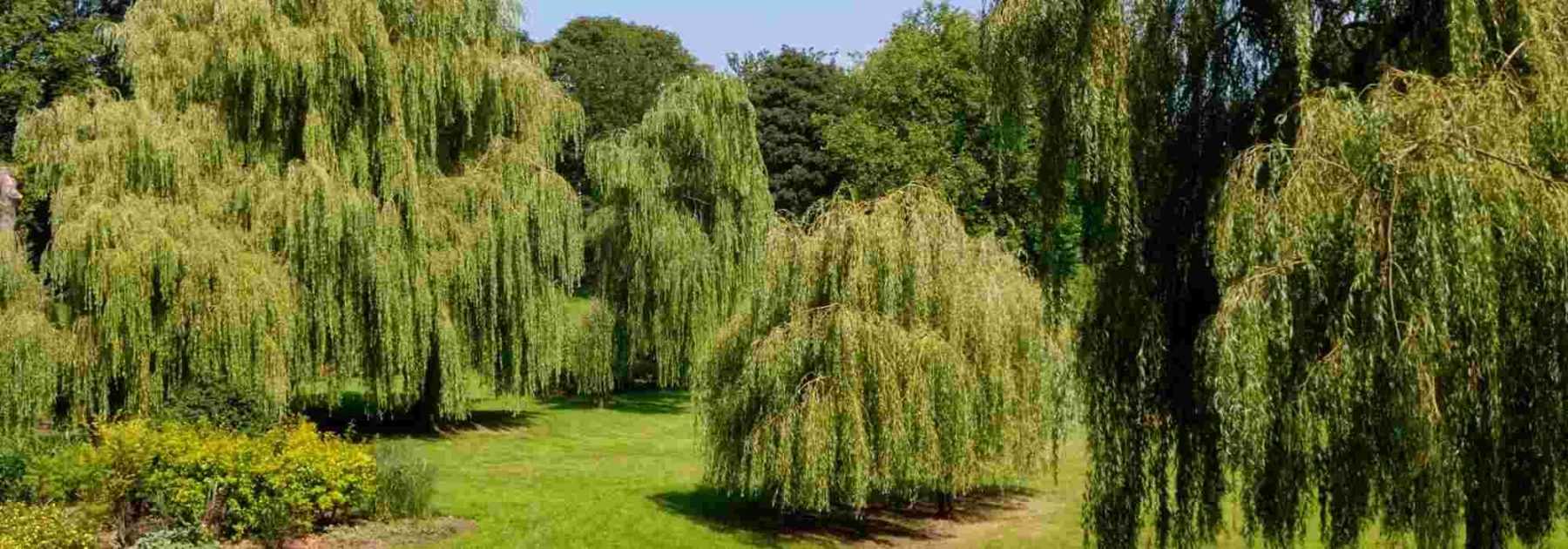 Les arbres à port pleureur