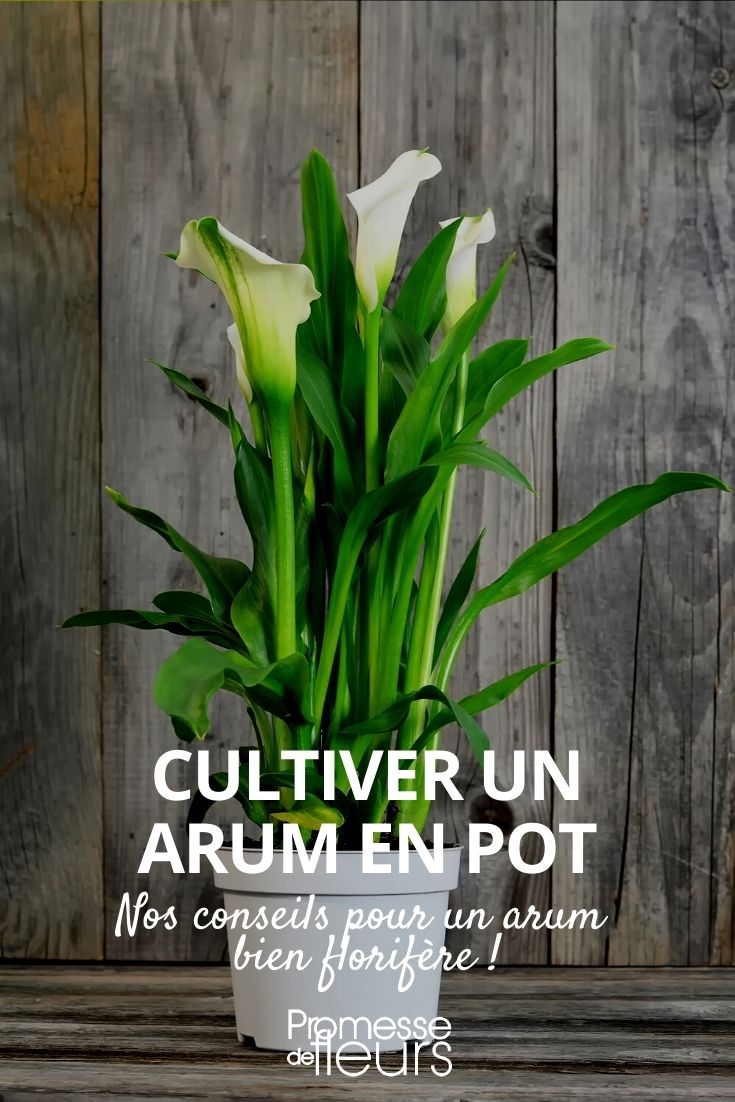 Réussir la culture des Arums en pot- Promesse de Fleurs