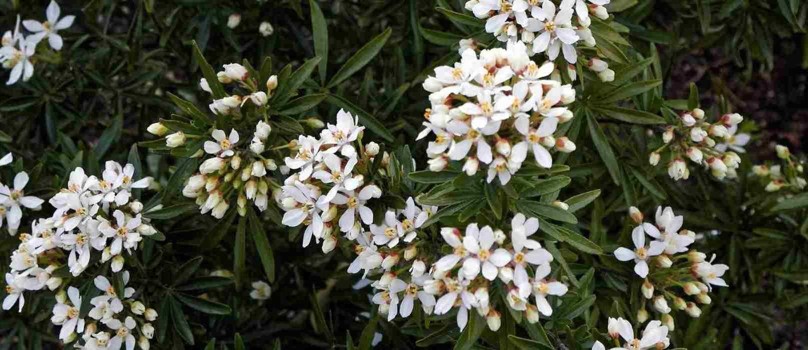 7 idées pour associer l’Oranger du Mexique - Promesse de Fleurs