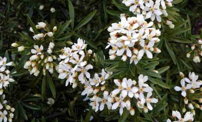 Oranger du Mexique, Choisya ternata : planter, tailler, entretenir