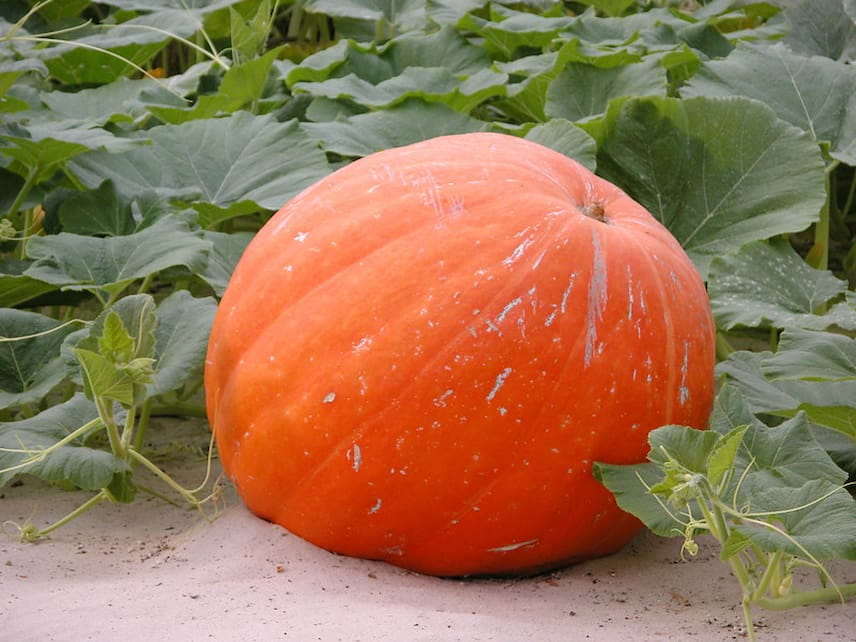 Cucurbita maxima Atlantic Giant