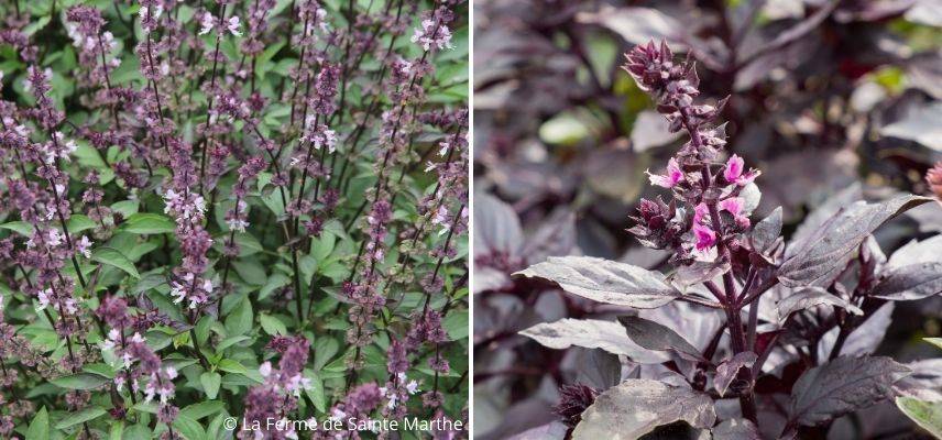 basilic couleur des fleurs