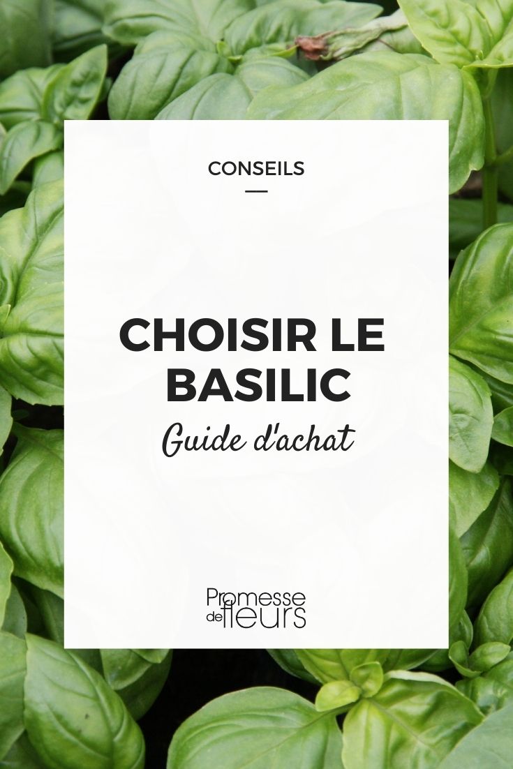 basilic choisir