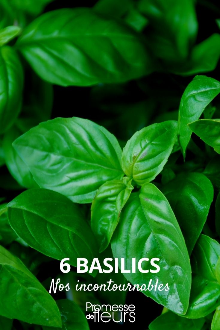 6 basilics incontournables