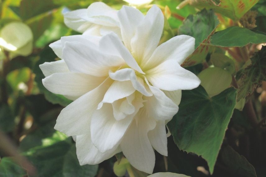 begonia à fleur double pour l'ombre, annuelle pour l'ombre