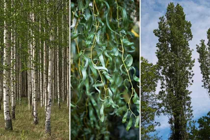 bosquet jardin,bosquet paysager, bosquet nature