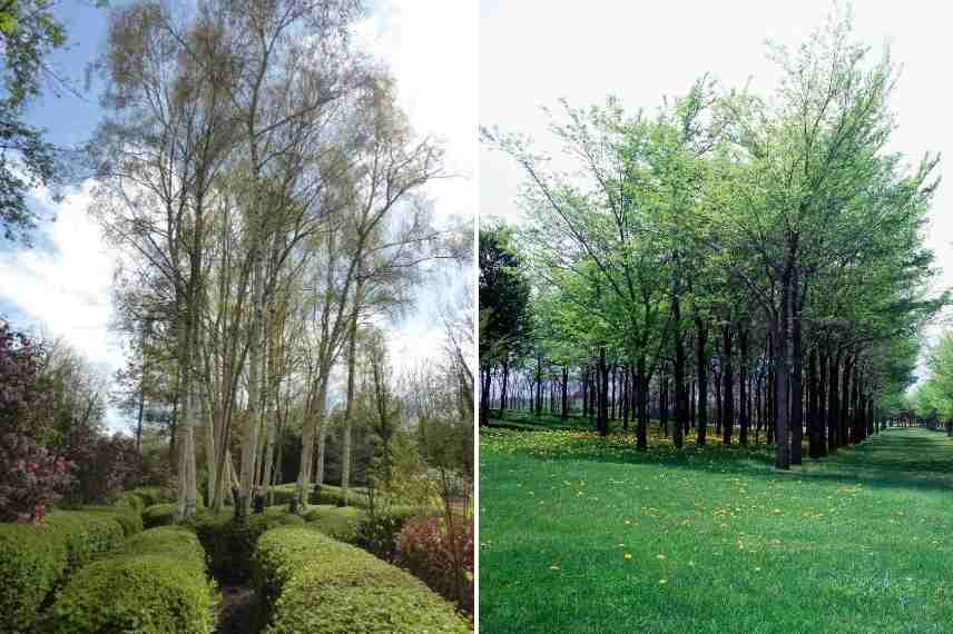 bosquet jardin, bosquet paysager, bosquet nature