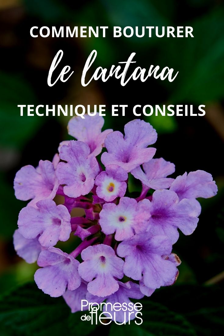 faire une bouture de lantana