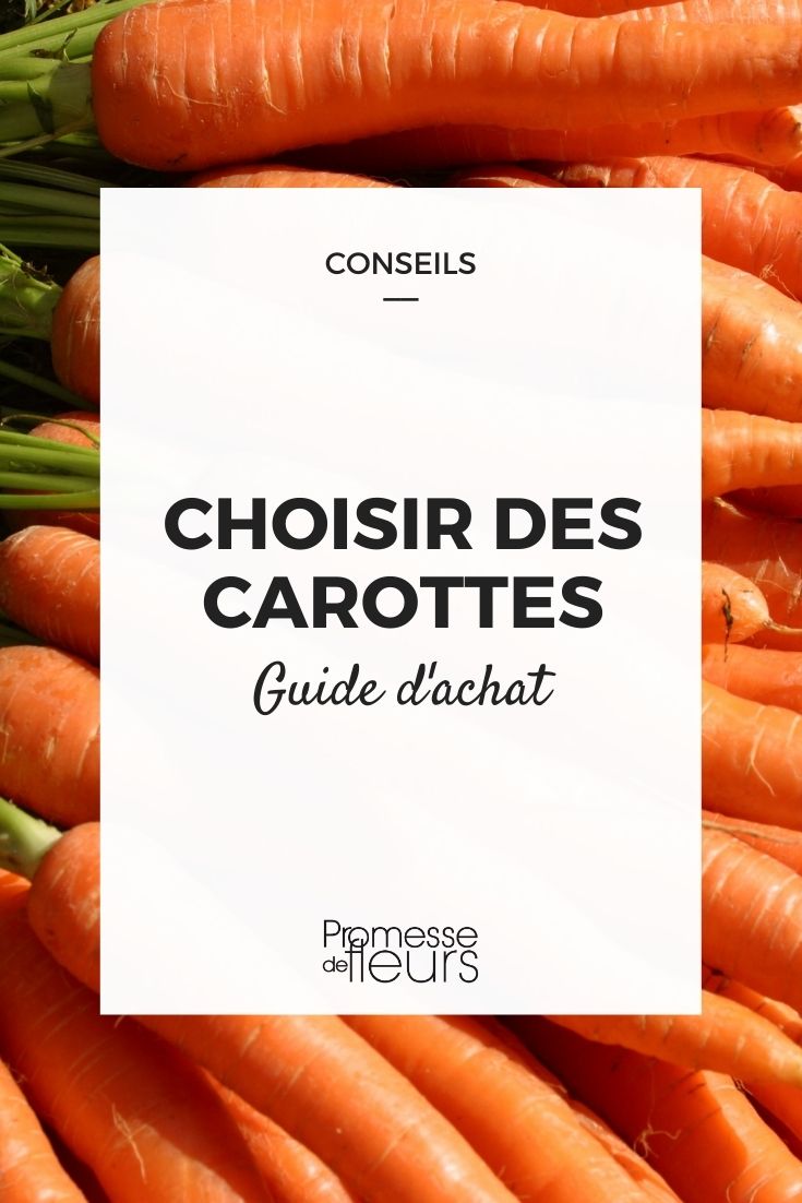 carottes bien choisir