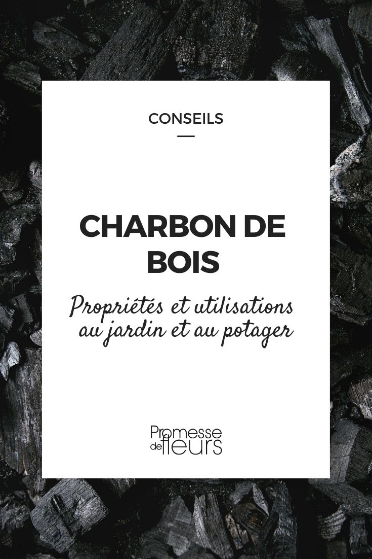 charbon de bois