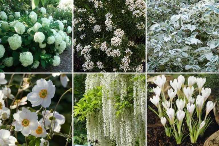 7 idées pour associer l’Oranger du Mexique - Promesse de Fleurs