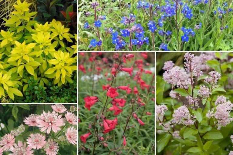 7 idées pour associer l’Oranger du Mexique - Promesse de Fleurs