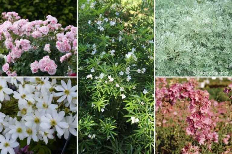 7 idées pour associer l’Oranger du Mexique - Promesse de Fleurs