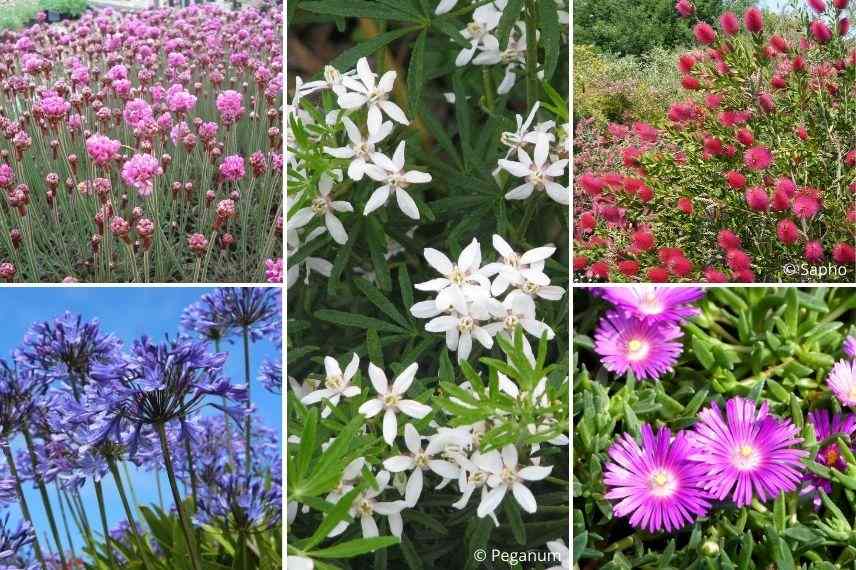 association choisya, associer oranger du Mexique jardin bord de mer