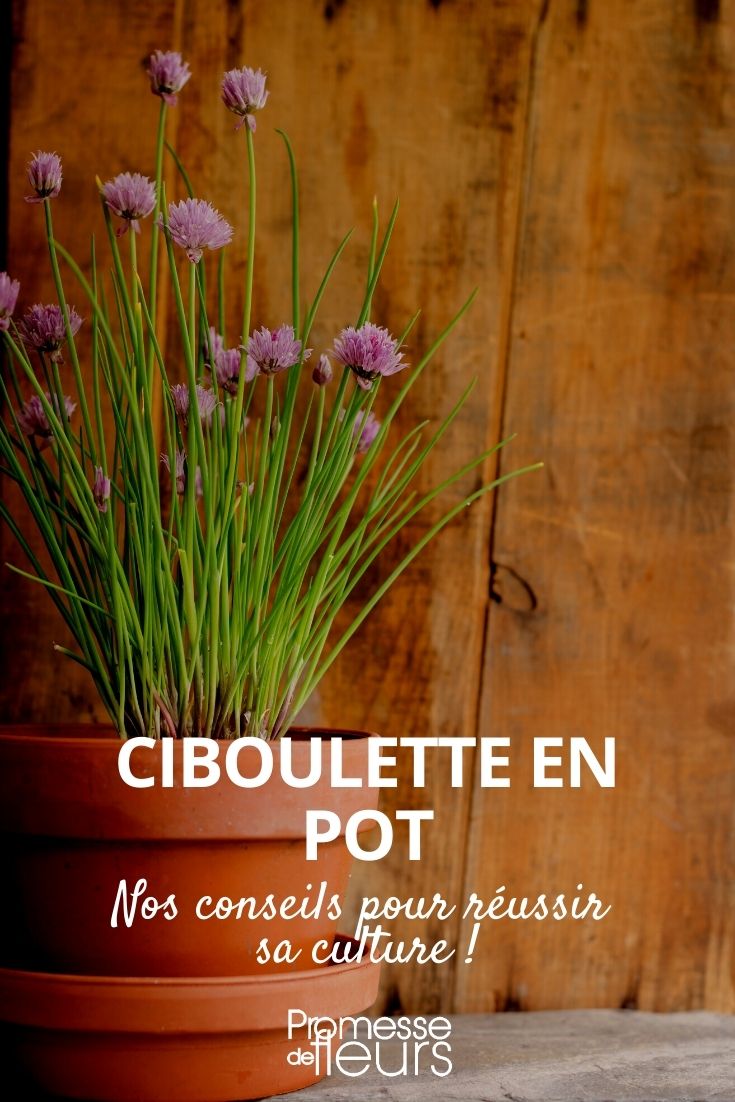 ciboulette en pot