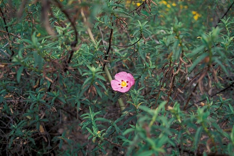 ciste cistus purpureus 