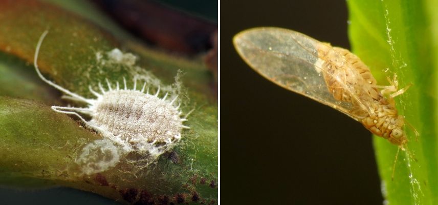 molho de louro, parasita, guloseima