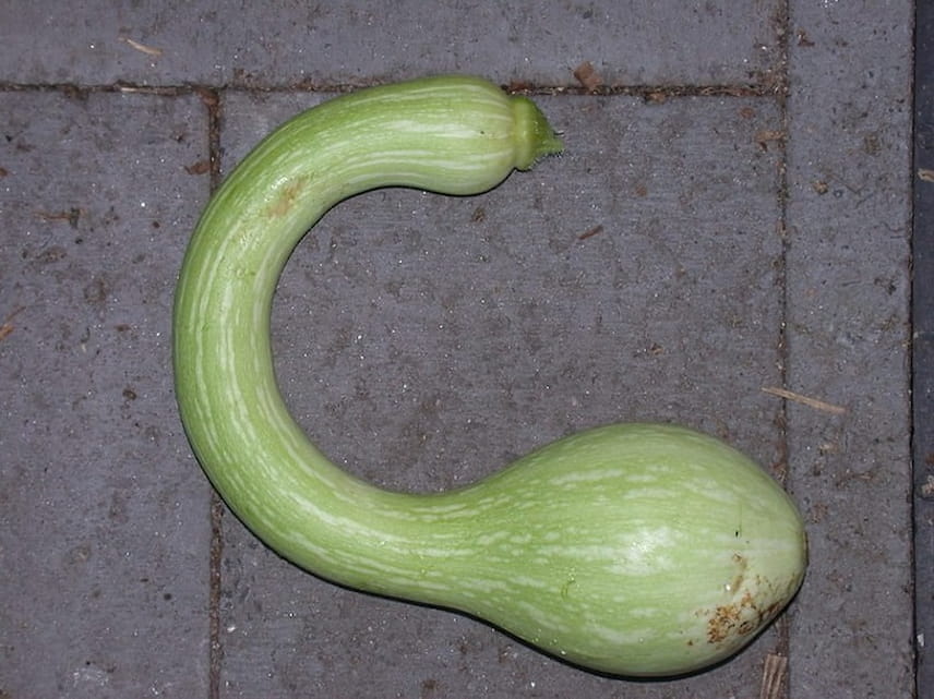 courge Trombocino d'Albenga 