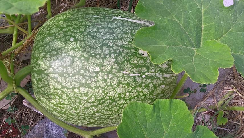 Courge de Siam Cucurbita ficifolia 