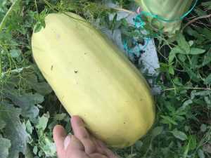 Comment choisir vos courges ? - Promesse de Fleurs