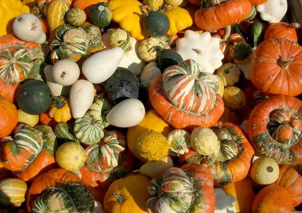 Comment choisir vos courges ? - Promesse de Fleurs