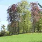 Créer un bosquet au jardin