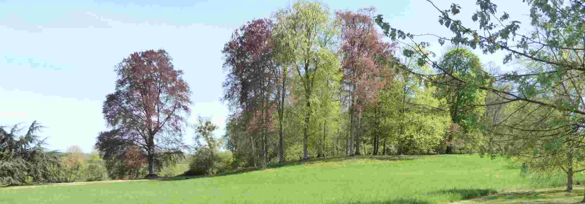 Créer un bosquet au jardin