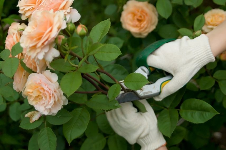 bouquet de roses