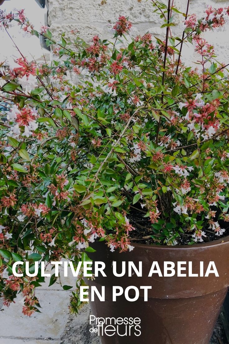 abelia en pot