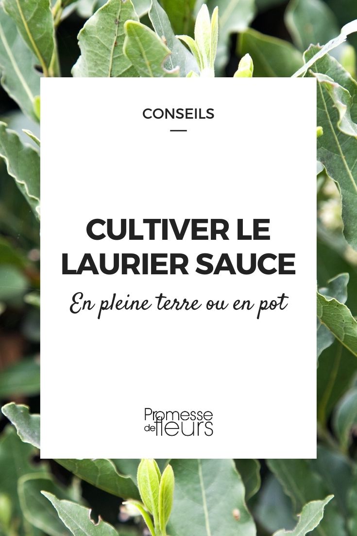 cultiver le laurier sauce