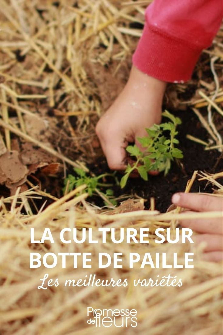 culture sur botte de paille