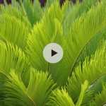 Le Cycas revoluta : mi-palmier, mi-fougère