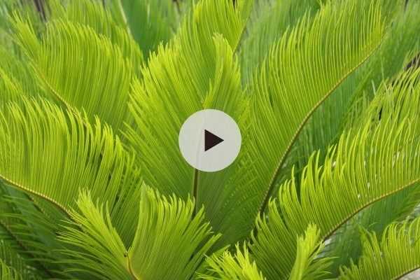 Le Cycas revoluta : mi-palmier, mi-fougère