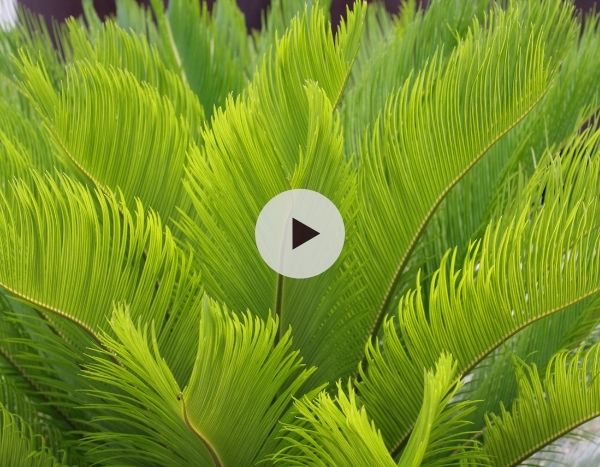 Le Cycas revoluta : mi-palmier, mi-fougère