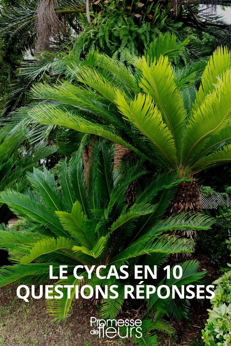 cycas tout savoir