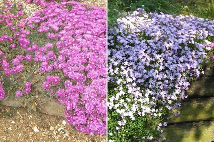 pourpier, phlox mousse, vivace florifère pour muret au soleil