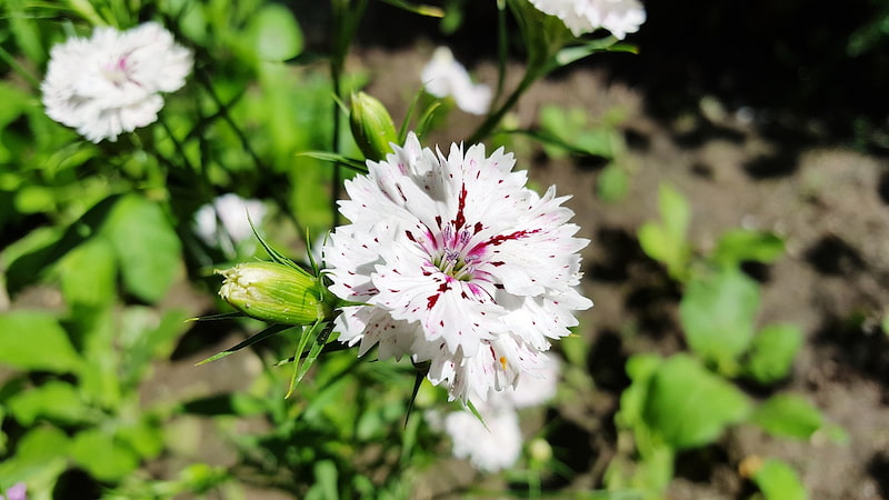 dianthus