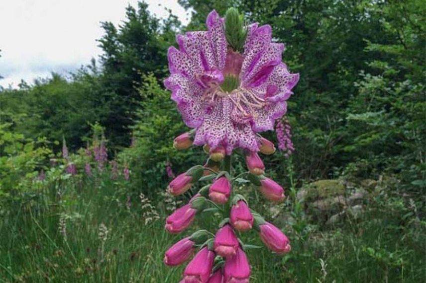 digitale pourpre ombre, dés de fée, annuelle pour ombre